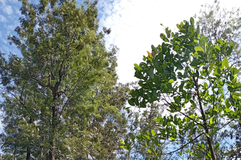 Kandy City Day tour by Tuk-Tuk Local guide , Waterfalls Hidden Gems of Kandy by Tuk-Tuk: Temples, Waterfalls