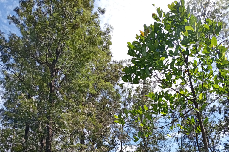 Kandy City Day tour by Tuk-Tuk Local guide , Waterfalls Hidden Gems of Kandy by Tuk-Tuk: Temples, Waterfalls