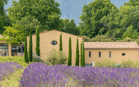 Luberon: Vineyard Tour and Wine Tasting