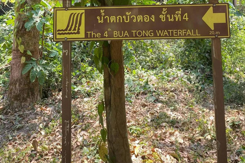 Chiang Mai: Afternoon Bua Tong Sticky Waterfall by Red Taxi
