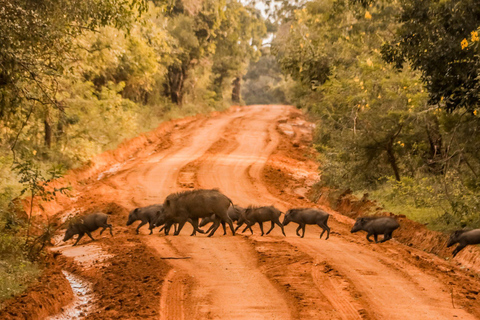All Inclusive Yala Leopard Safari from Colombo, Ella & Galle