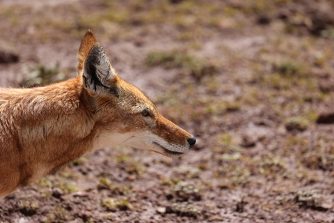3 Tage in den Bale Mountains