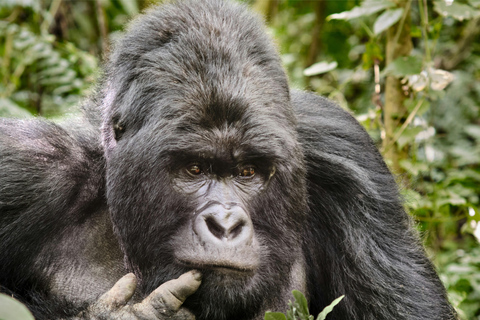 Entebbe: 3-Day Bwindi Gorilla Trekking and Batwa Visit