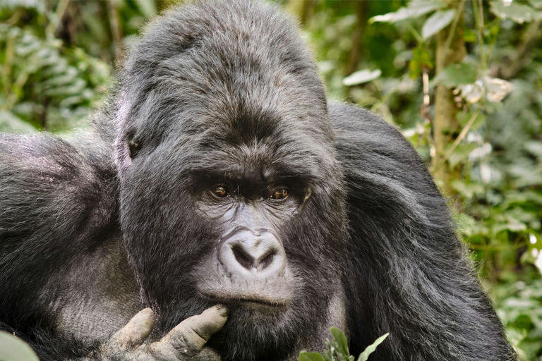 Entebbe: 3-Day Bwindi Gorilla Trekking and Batwa Visit