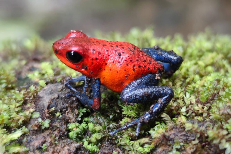 Costa Rica: Arenal, Monteverde, and Manuel Antonio Tour