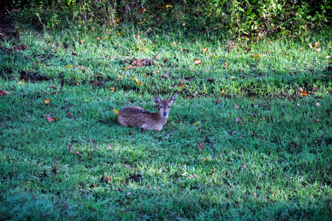 Safari nel Parco Nazionale di Udawalawe da Kalutara