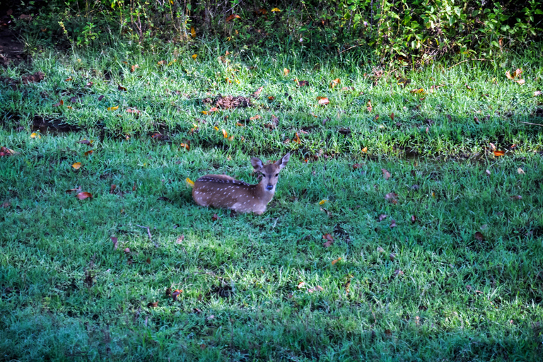 Safari al Parque Nacional de Udawalawe desde Kalutara