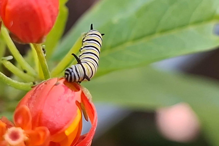 Boquete Butterfly House: Panama's Largest Butterfly Exhibit