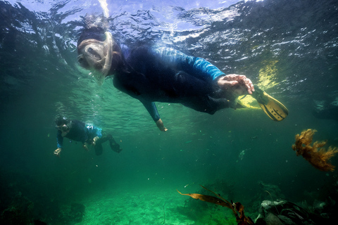 Fort William: Open Group Snorkelling Session