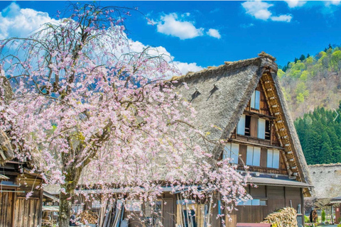 Osaka: Nara Private Day Tour with Todaiji Temple & Nara Park