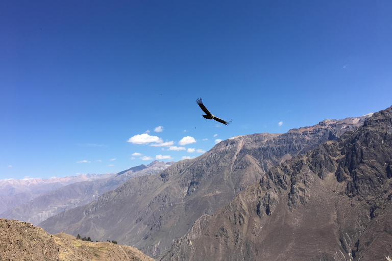 Reise zum Colca Canyon 2 Tage + Transfer nach Puno mit Mahlzeiten