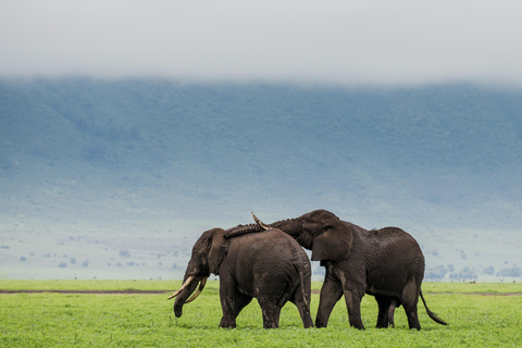 Wildlife Wonders: A 3-Day Safari to and from Arusha.