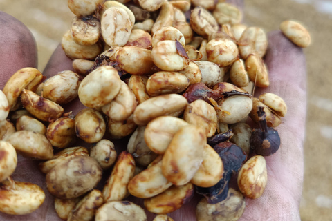 Guatemala City: Volcano-Grown Coffee Tasting Experience