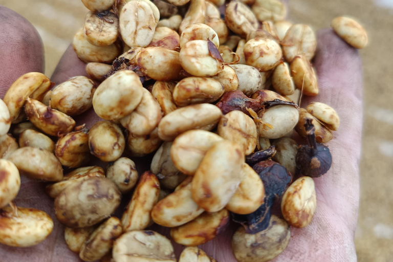 Guatemala City: Volcano-Grown Coffee Tasting Experience