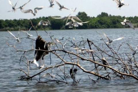 Skrzydlaty cud mokradeł Muthurajawela: wyprawa na obserwację ptakówNegombo