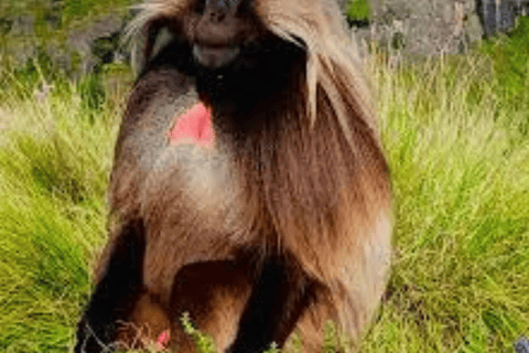 8-Day Ethiopia by Air: Blue Nile Falls, Simien & Lalibela