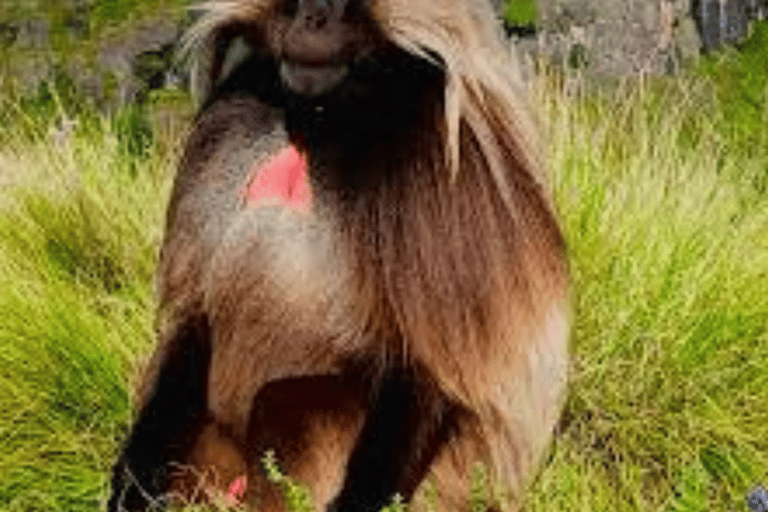 8-Day Ethiopia by Air: Blue Nile Falls, Simien & Lalibela