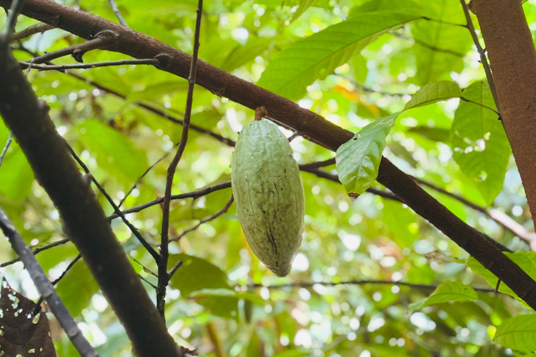 Zanzibar: Jozani-skogen, kryddgård, privat tur i Stenstaden