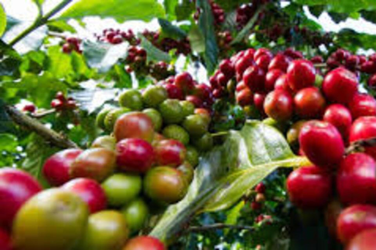 From Nairobi: Tea and Coffee Farm Tour with Tastings