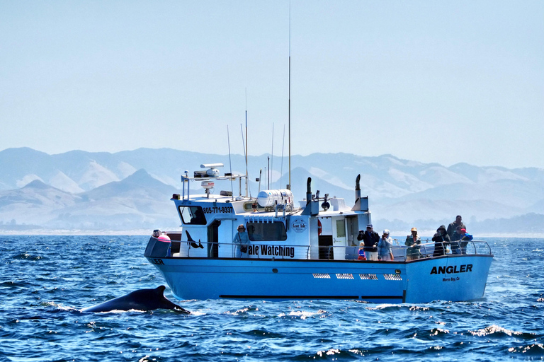 Morro Bay: Whale Watching with Lost Isle Adventures