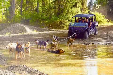 2026年アラスカ州北極の犬ぞり＆ハスキー ツアーベストツアー - 無料