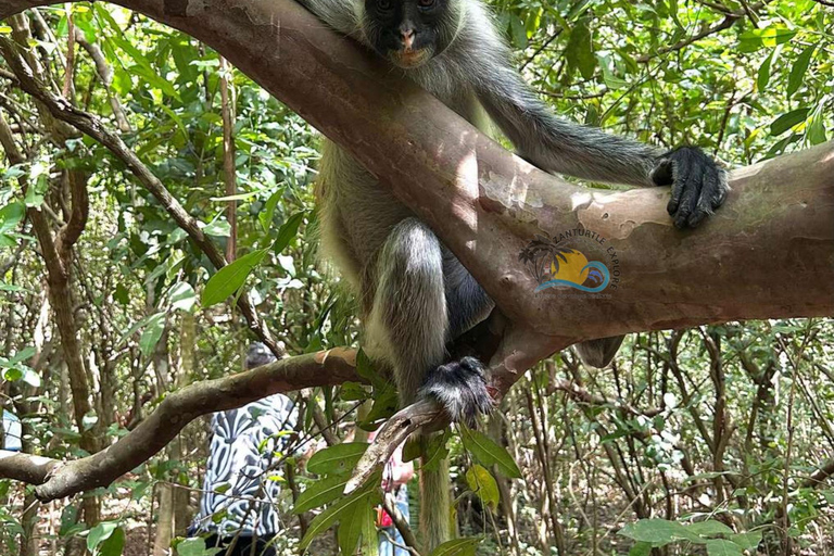 Zanzibar: Salaam Cave, Jozani Forest & The Rock Restaurant Self Transfer Experience