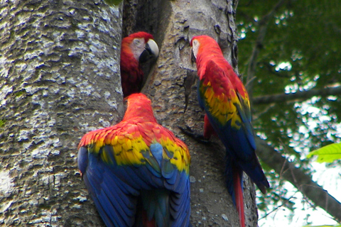 Tropical Adventure in Puntarenas: Crocodiles, Monkeys, and Much More Tropical Adventure in Puntarenas: Crocodiles, Monkeys and Much More