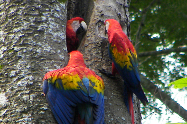 Tropical Adventure in Puntarenas: Crocodiles, Monkeys, and Much More Tropical Adventure in Puntarenas: Crocodiles, Monkeys and Much More