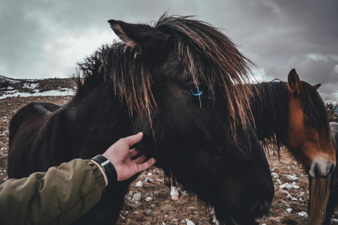 Iceland: Reynisfjara Black‑Sand Beach Horseback Adventure