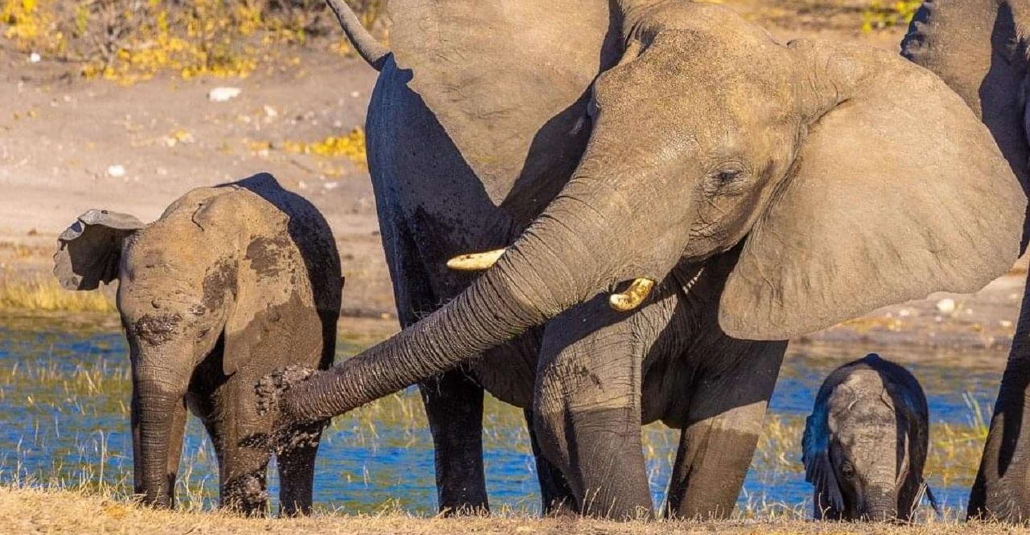 Lake Manyara National Park Day Tour - Hizvo