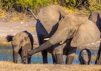 Lake Manyara National Park Tagestour - Hizvo