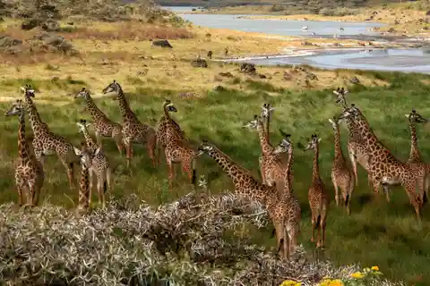Arusha: National Park Guided Tour with Game Drive & Lunch
