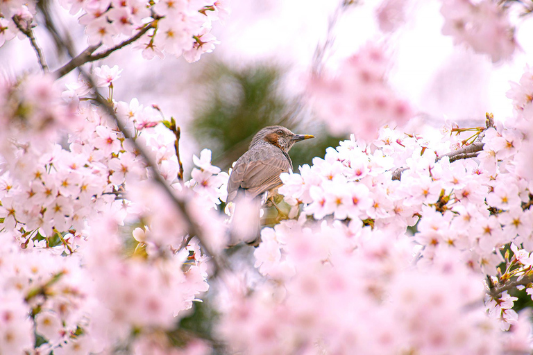 From Seoul: Scenic Lake Day Trip with Cable Car or Cruise Spring : Cable Car + Cherry Blossom Route