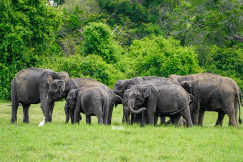 Minneriya: Sunset Elephant Safari Tour and Wildlife Sights