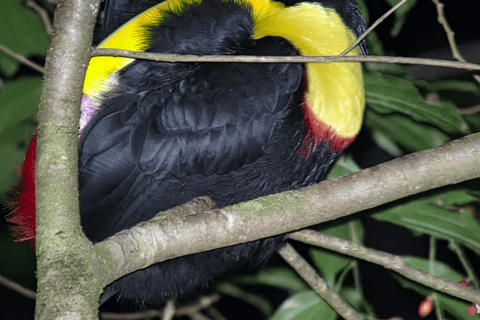 Monteverde: Cloud Forest Night Tour with Pablo