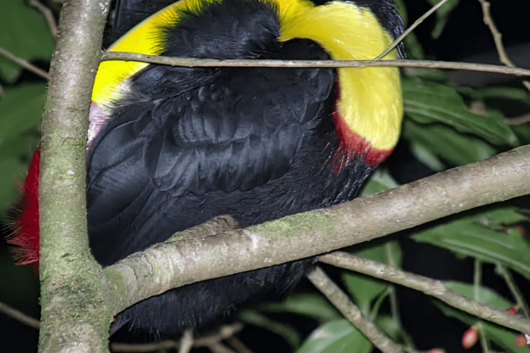 Monteverde: Cloud Forest Night Tour with Pablo