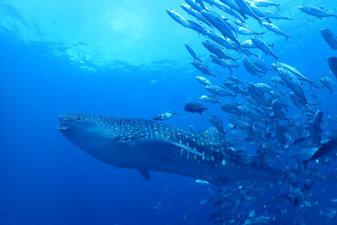 From Phi Phi: Half-Day Trip for Certified Divers (2 Dives) Afternoon Diving for Certified Divers (2 Dives)