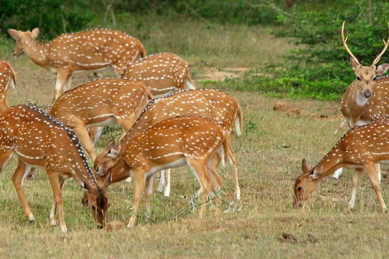 From Colombo/Negombo: Yala National Park 4x4 Jeep Safari …