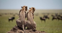 Lake Manyara National Park Tagestour - Hizvo