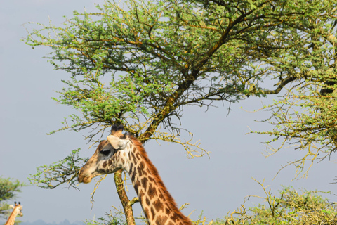 Vanuit Nairobi: 3 dagen, 2 nachten Maasai Mara-groepssafari met terreinwagen