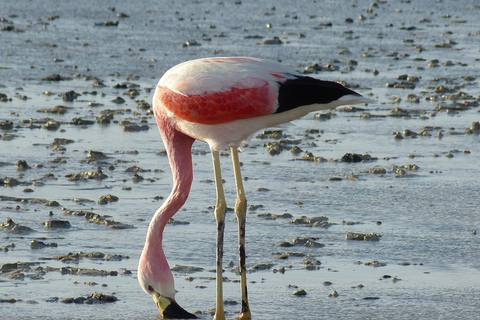 From La Paz: Uyuni Salt Flats & Lagoons 5-Day Tour