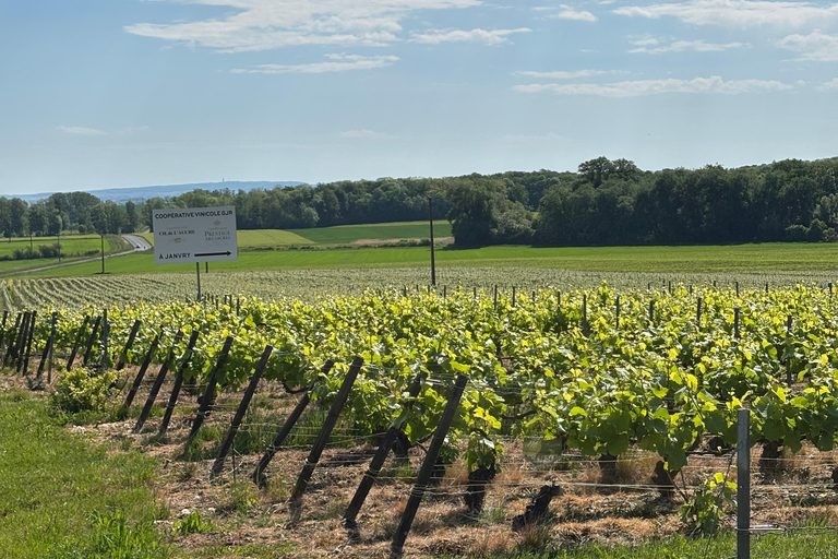 Champagne Day Tour Tours, tastings, and lunch included Champagne Tour Day Tours Tastings Lunch included