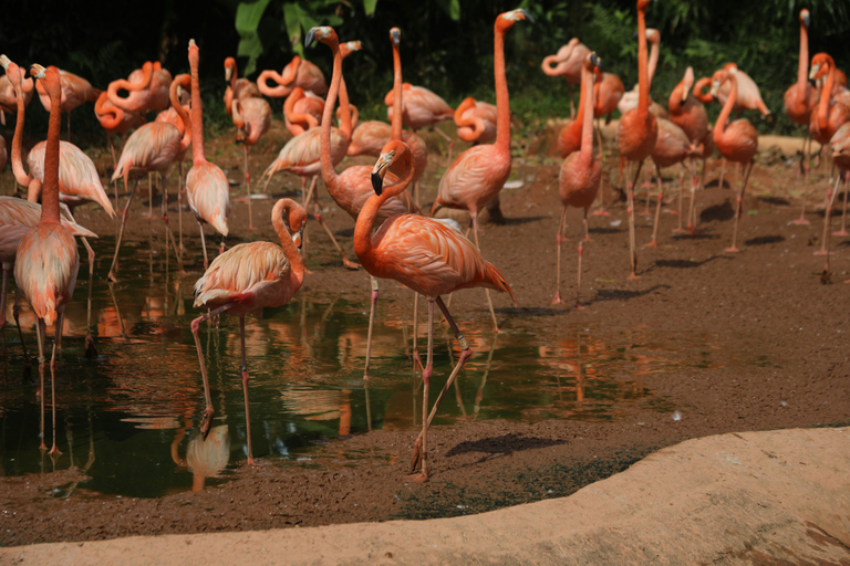 Private Premium Experience – Brazil Side of Iguazu Falls & Bird Park Premium Private Experience – Iguazu Falls Brazil & Bird Park