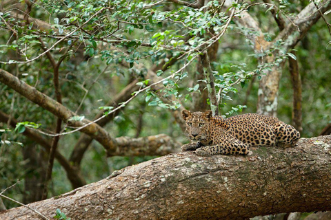 Yala National Park: Day Trip From Riu Hotel Ahungalla