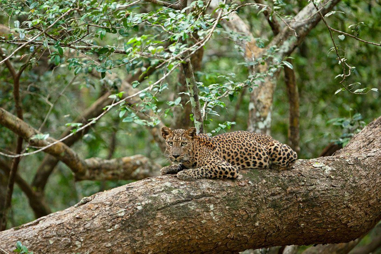 Yala National Park: Day Trip From Riu Hotel Ahungalla
