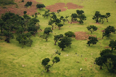 Funchal: Vereda do Fanal PR13 Hiking with Transfer & Guide