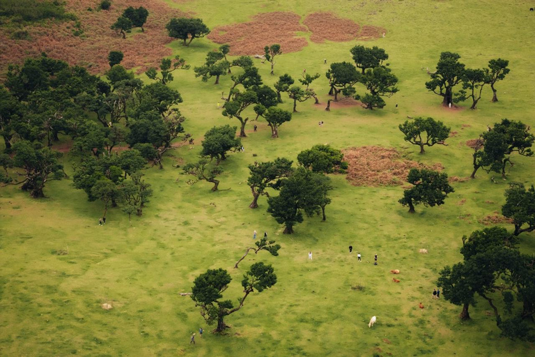 Funchal: Vereda do Fanal PR13 Hiking with Transfer & Guide