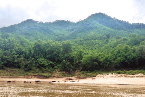 Huay Xai: One-Day Mekong Cruise to Luang Prabang & Caves