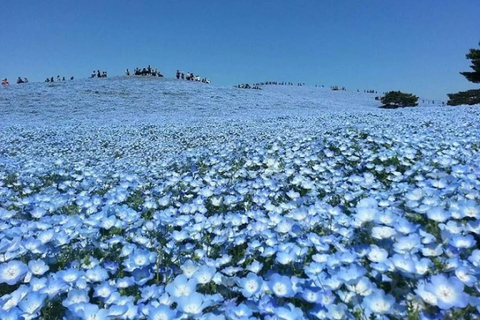 From Tokyo: Ashikaga Flower Park and Hitachi Park Tour