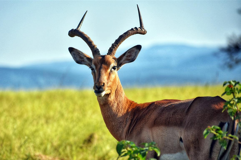 From Moshi: 1 Day Mkomazi Scenic Safari